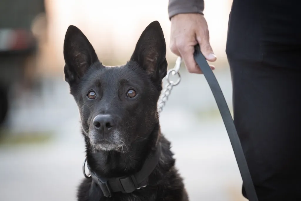 Security dog on a lead beside its handler