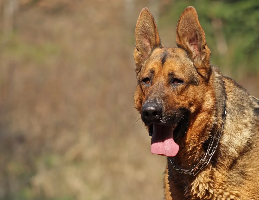 Alert German Shepherd security dog